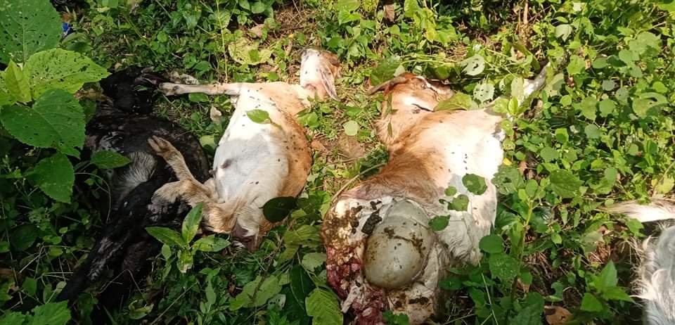 बाघको आक्रमणबाट ४ वटा बाख्राको मृत्यु ६ वटा अझै बेपत्ता,बाघको बिगबिगिले स्थानीय त्रसित