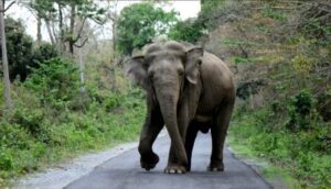 हात्तीको आक्रमणबाट मोरङमा एक जनाको मृत्यु