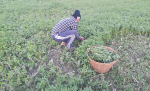 ‘ग्रिन गोल्ड’ बेचेर आम्दानी गर्दै दङ्गाली किसान