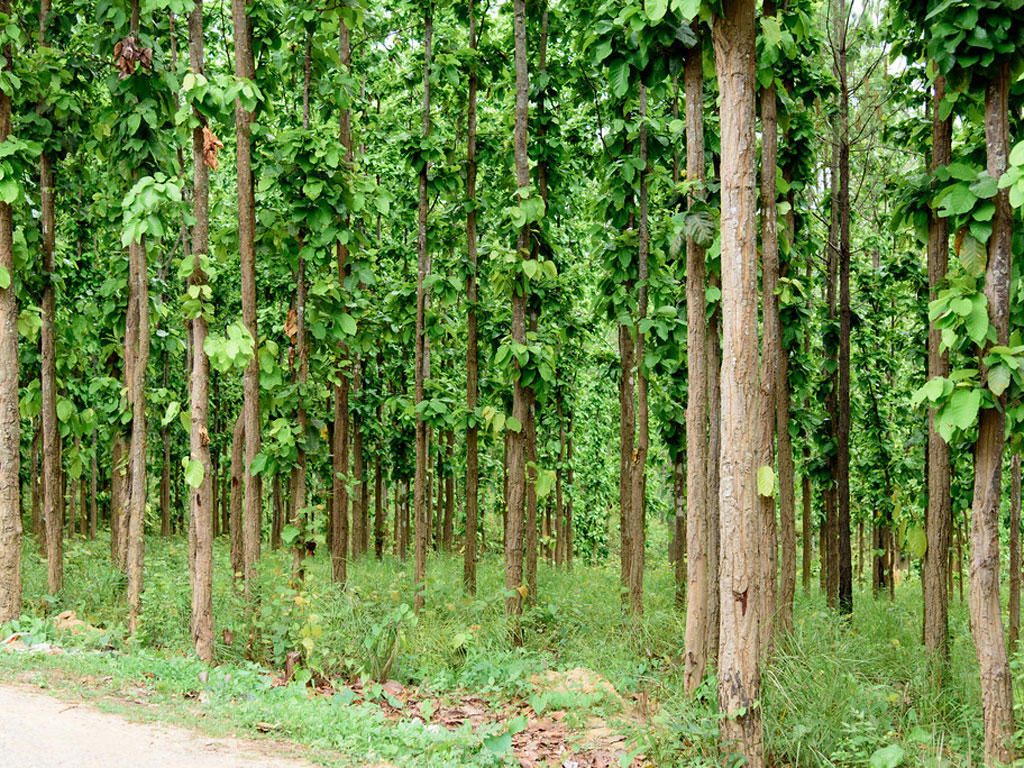 सामुदायिक वनमा कर वृद्धिले उपभोक्तामा असन्तोष