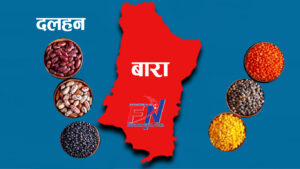 बारामा घट्यो दलहन उत्पादन बारामा घट्यो दलहन उत्पादन