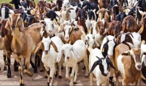 आजदेखि काठमाडौं उपत्यकाका १० ठाउँमा खसीबोकाको स्वास्थ्य परीक्षण