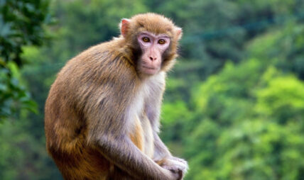 जंगली रातो बाँदर पुन: कृषि हानिकारक वन्यजन्तु घोषित