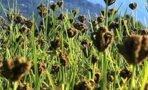 स्वास्थ्यका लागि कोदो खानुका फाईदाहरु