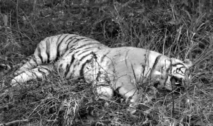 पाँच दिन अघि मरेको बाघ निजगढको वनमा फेला