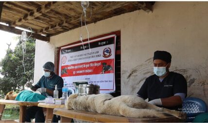 यसरी गरियो निजगढमा भुसिया कुकुरको बन्ध्याकरण (हेर्नुस् भिडियो)