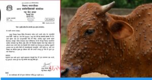 लम्फी स्किन रोग फैलिँदै : निजगढमा पशुपालकलाई सतर्कता, खोप अनिवार्य