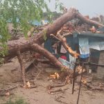 निजगढमा हावाहुरीसहित वर्षा, खयरघारीमा रुखले घर थिच्यो